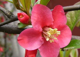 海棠花怎么养家庭养法