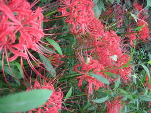 彼岸花花期是几月