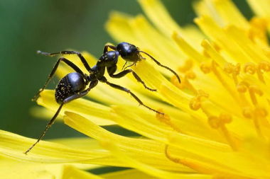 谁有蚂蚁图库的号？