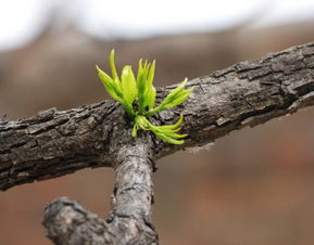 枣树几月发芽几月开花