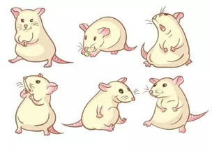 属鼠的和属龙的相配吗