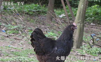 播放器哪个好?,音乐播放器哪个好