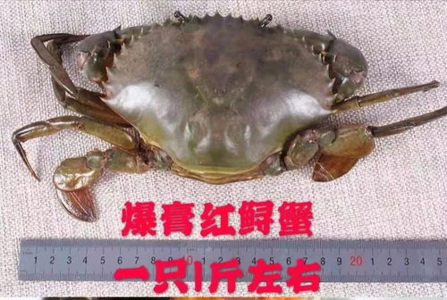 红鲟蟹价格多少钱一斤