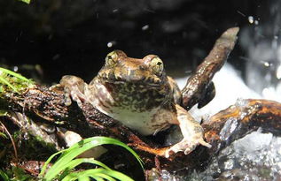 石蛙养殖技术及场地建造，石蛙养殖技术视频图片教程