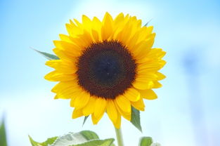 向日葵是什么软件？