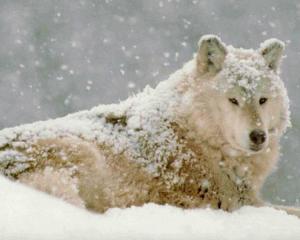 白眼狼指的是什么意思?