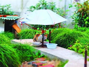 露天的露读什么