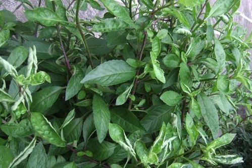 草本植物,名叫救命草。有药用价值吗