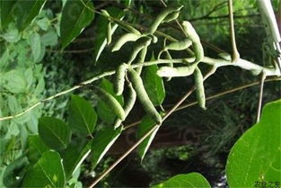 猫屎瓜有什么作用