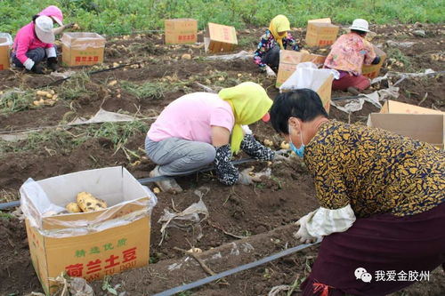 土坷垃是什么意思？