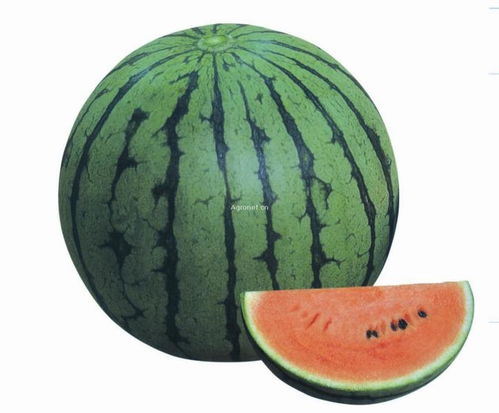 西瓜种子的生长过程