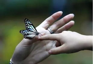 蝴蝶互动是干什么的