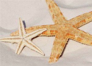 海星的正确吃法图解，海星为什么男人不能吃