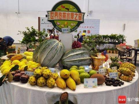 各种水果的种类是什么？