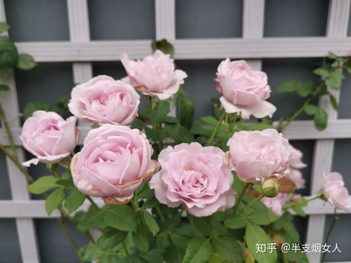 月季花的养殖方法和注意事项