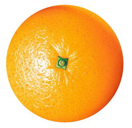 橙子建站有没有诈骗行为