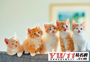 梦到被猫抓是什么意思啊，梦到被猫抓是什么意思意思