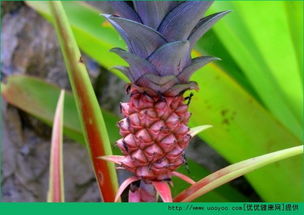 切开的菠萝怎么保存到第二天