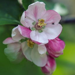 苹果花的功效