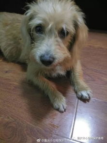 新版迅雷7的狗狗搜索在哪儿