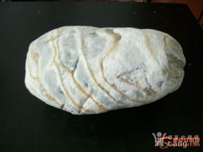 石蛙是否属于保护动物,石蚌蛙图片