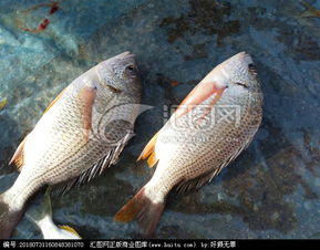 海鱼的做法大全有哪些