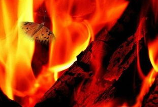 女人飞蛾扑火是什么意思