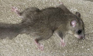 冬眠的动物都有哪些图片?,冬眠的动物有哪些