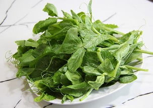 豌豆尖图片大全