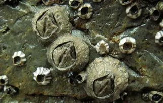 藤壶是什么东西?为什么会长在鲸鱼身上?