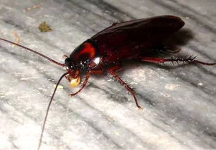 谁知道曱甴二字怎么读